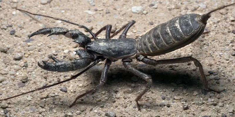 Mơ Thấy Bọ Cạp Đánh Lô Gì Trúng Thưởng Lớn Nhất Tại BK8 3 Thông điệp chiêm bao thấy bị bọ cạp cắn