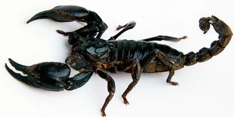 Mơ Thấy Bọ Cạp Đánh Lô Gì Trúng Thưởng Lớn Nhất Tại BK8 1 Mơ thấy bọ cạp mang đến ý nghĩa là bạn sẽ có một sự nghiệp rộng mở