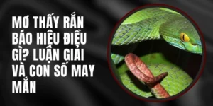 Nằm Mơ Thấy Rắn BK8 - Con Số Phát Tài Gắn Liền Và Ý Nghĩa 2 Nằm mơ thấy rắn bk8